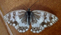 Melanargia larissa
