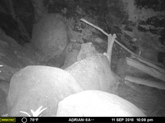 Leopardus pardalis pardalis