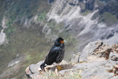 Daptrius carunculatus