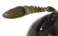 Epiblatticida minutissimus