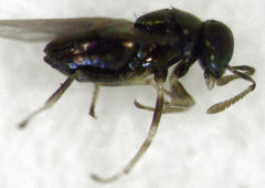 Psyllaephagus acaciae