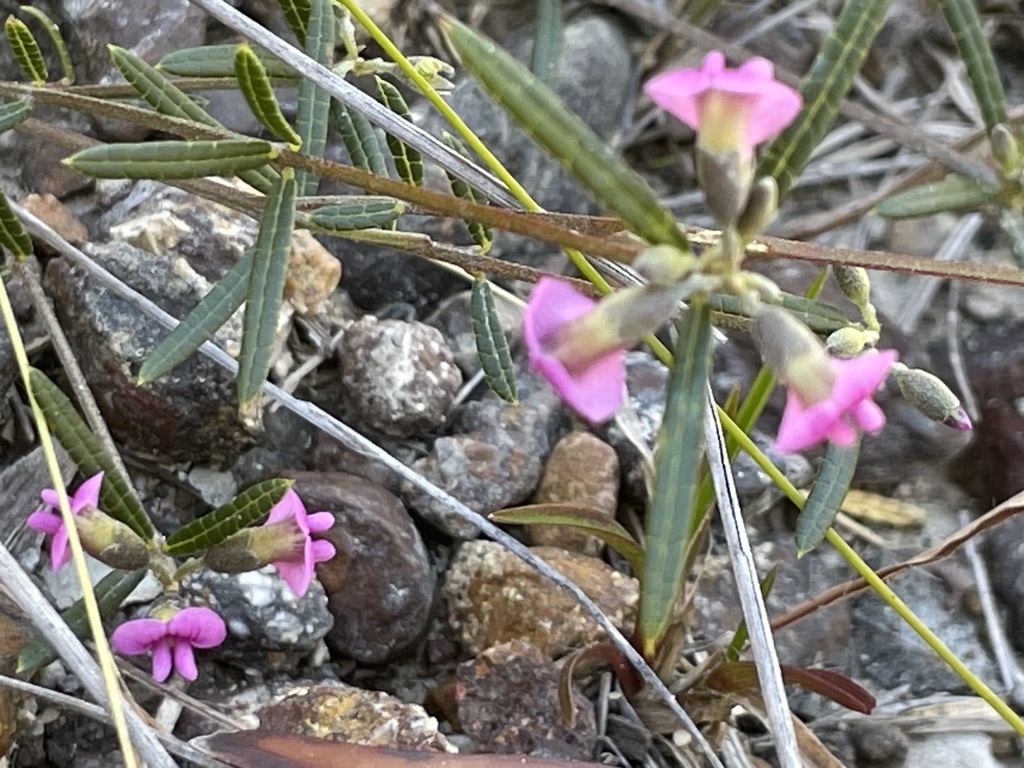 Mirbelia rubiifolia from Toolara Forest, QLD, AU on August 1, 2023 at