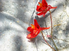 Delphinium nudicaule
