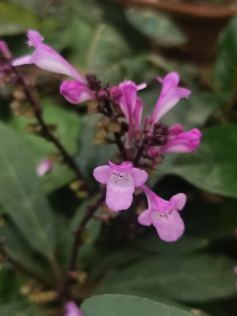 Wenchengia alternifolia (Wenchengia alternifolia)
