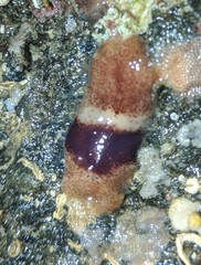 Notoplana sanguinea