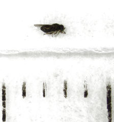 Psyllaephagus acaciae