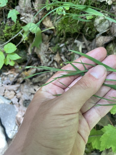 White Irisette (Sisyrinchium dichotomum)