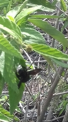 Xylocopa darwini