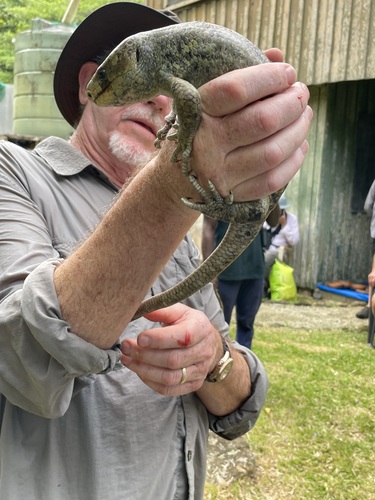 Solomon Island Skink, Corucia zebrata