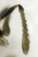 Psyllaephagus acaciae