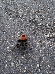 Tliltocatl epicureanus