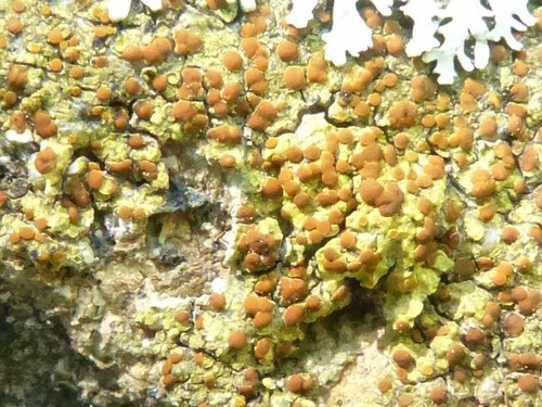 Caloplaca flavovirescens image
