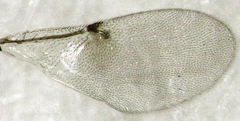 Psyllaephagus acaciae