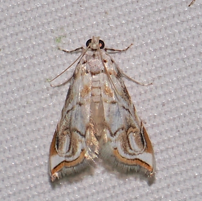 Oxyelophila necomalis