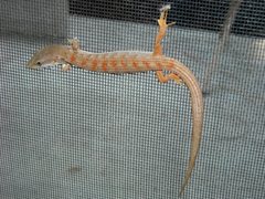 Elgaria multicarinata webbii