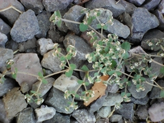 Euphorbia leucophylla