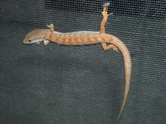 Elgaria multicarinata webbii