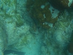 Epinephelus guttatus