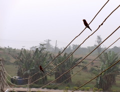 Eurystomus glaucurus