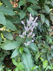 Whitfieldia elongata, photograph (c) Forest Botial-Jarvis, some rights reserved (CC BY)