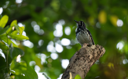 Ashy Thrush (Geokichla cinerea), photo 7