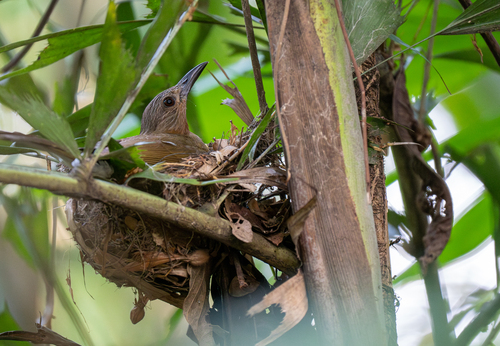 Philippine Bulbul (Hypsipetes philippinus), photo 7
