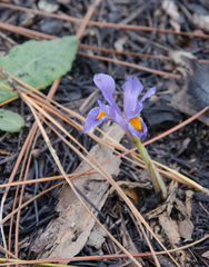 Iris verna