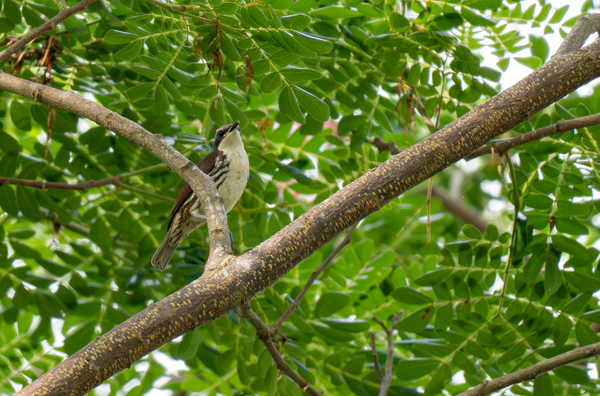 Stripe-headed Rhabdornis (Rhabdornis mystacalis), photo 5