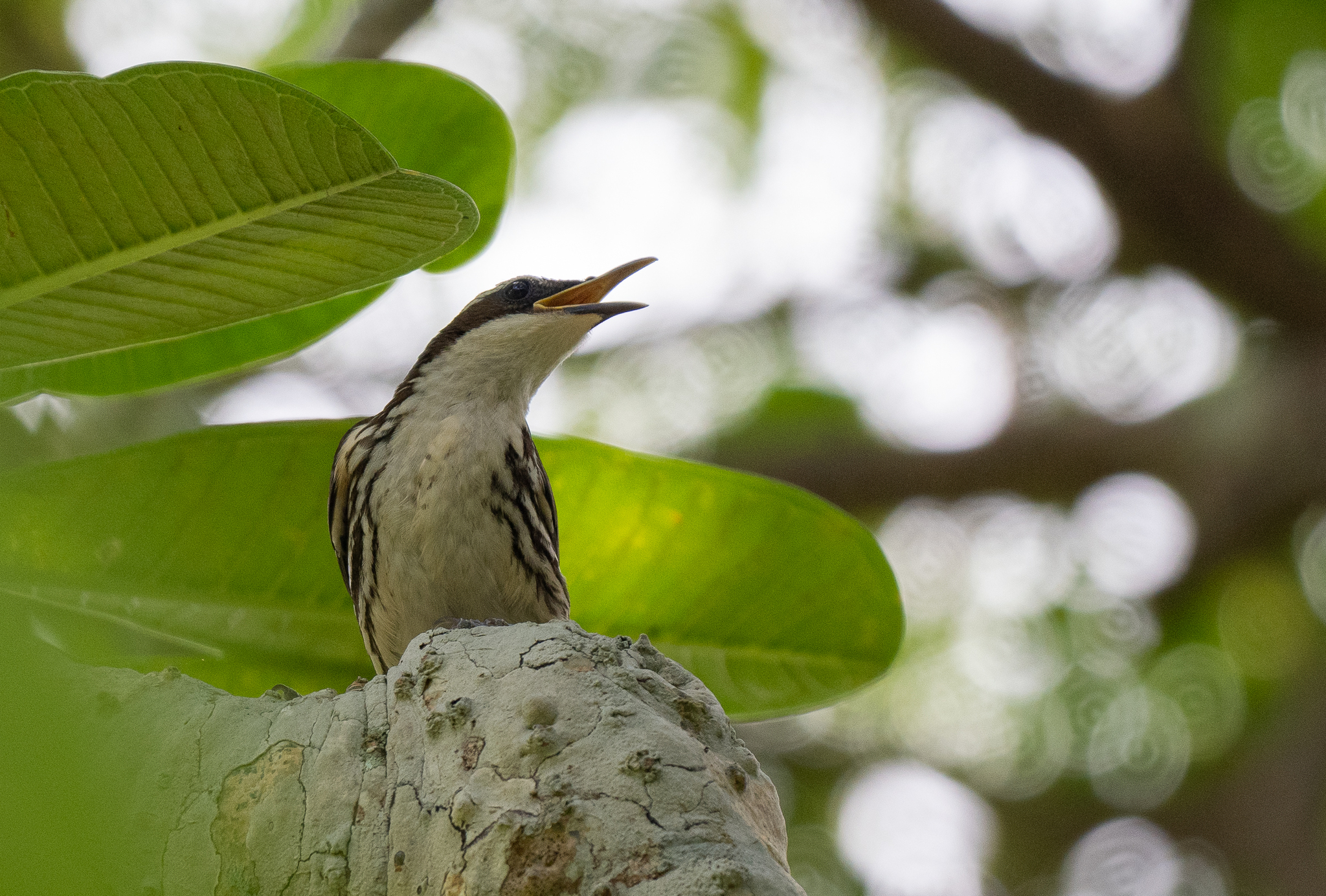Stripe-headed Rhabdornis (Rhabdornis mystacalis), photo 6