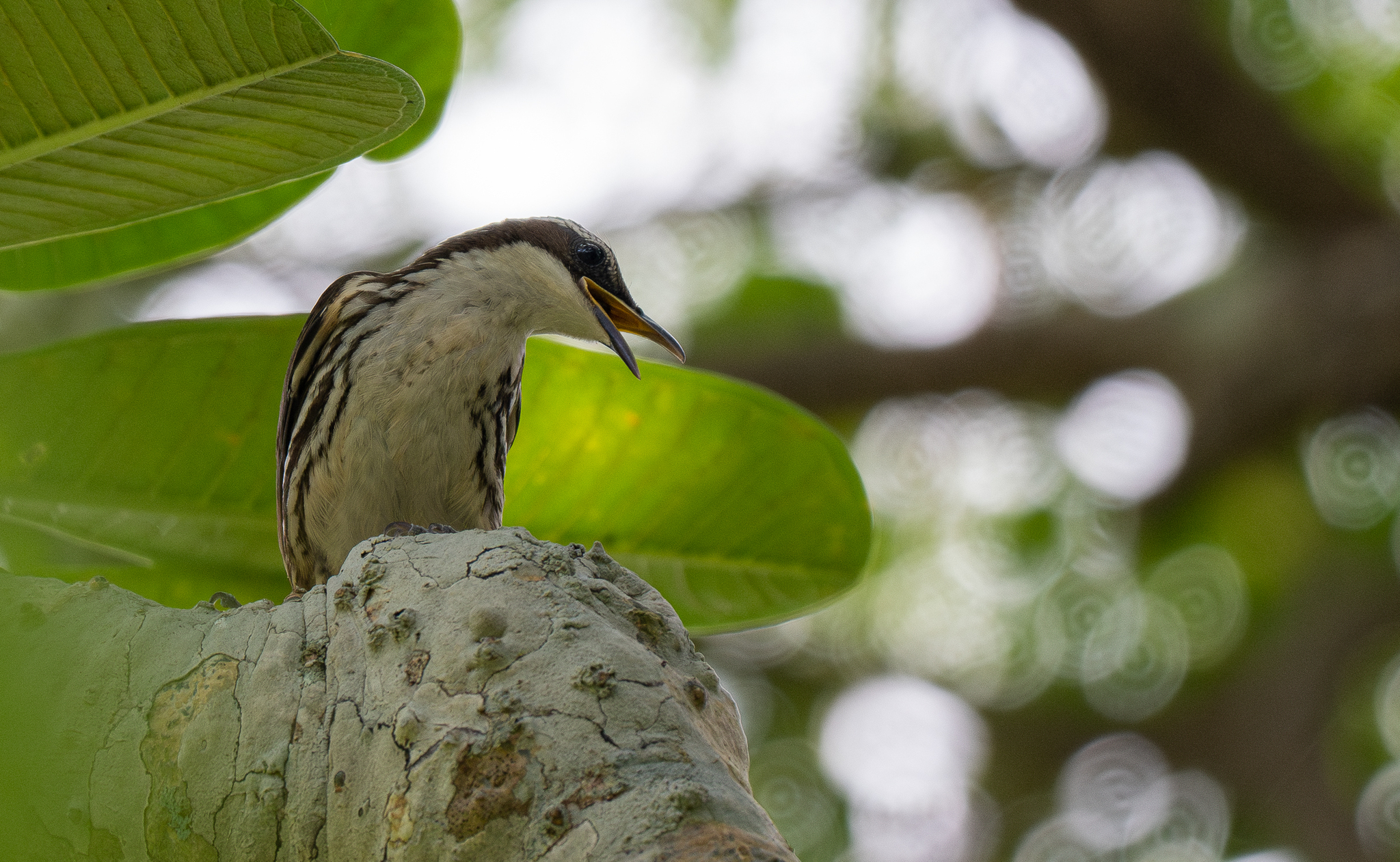 Stripe-headed Rhabdornis (Rhabdornis mystacalis), photo 7
