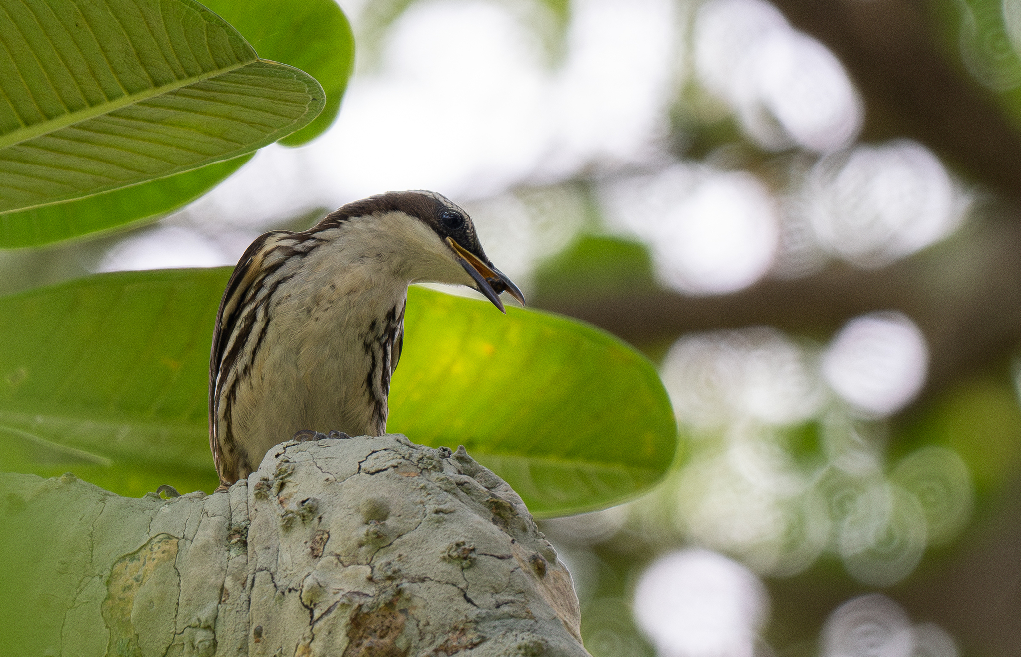 Stripe-headed Rhabdornis (Rhabdornis mystacalis), photo 8
