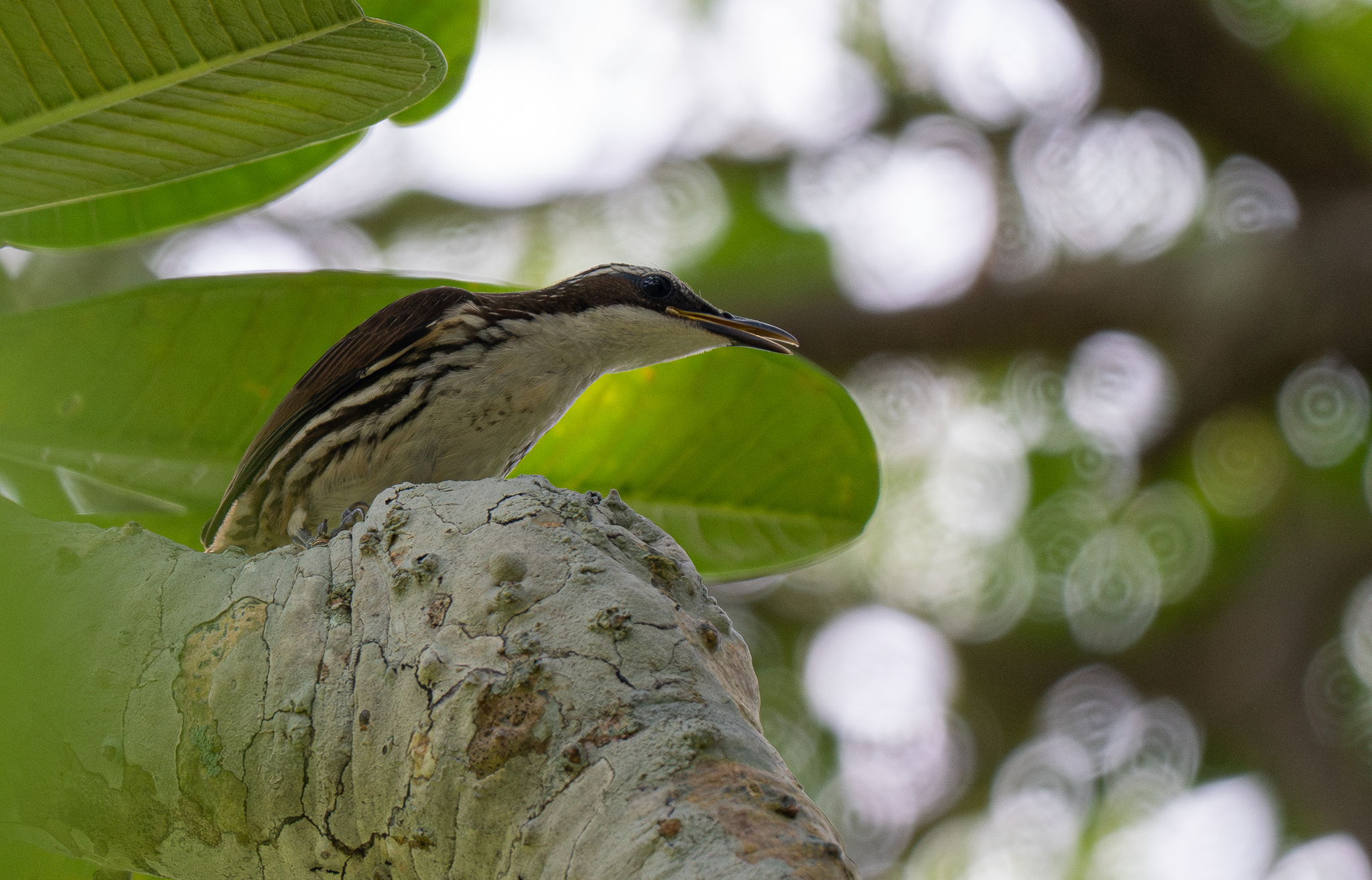 Stripe-headed Rhabdornis (Rhabdornis mystacalis), photo 9