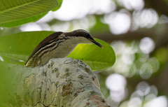 Stripe-Headed Rhabdornis photo 2