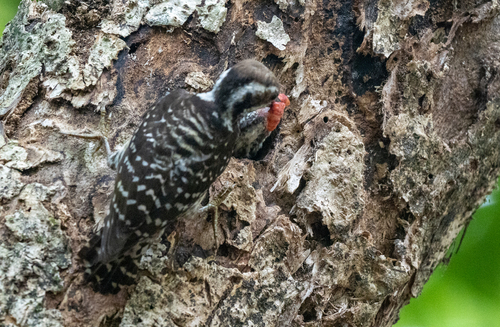 Philippine Pygmy Woodpecker (Yungipicus maculatus), photo 8