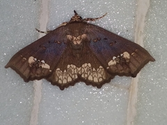 Lopharthrum comprimens