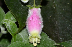 Kohleria affinis
