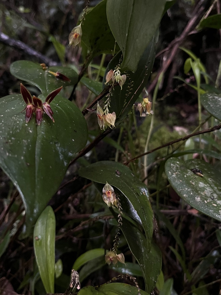 Lepanthes caudatisepala