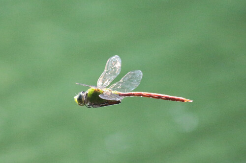 Comet Darner photo 5
