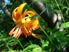 Lilium debile