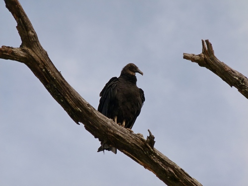 Black Vulture