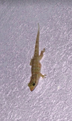 Aristelliger praesignis