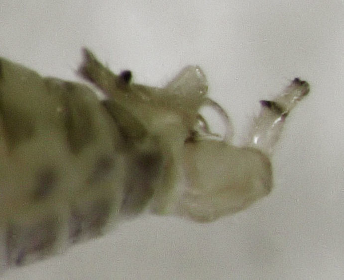 Acizziinae