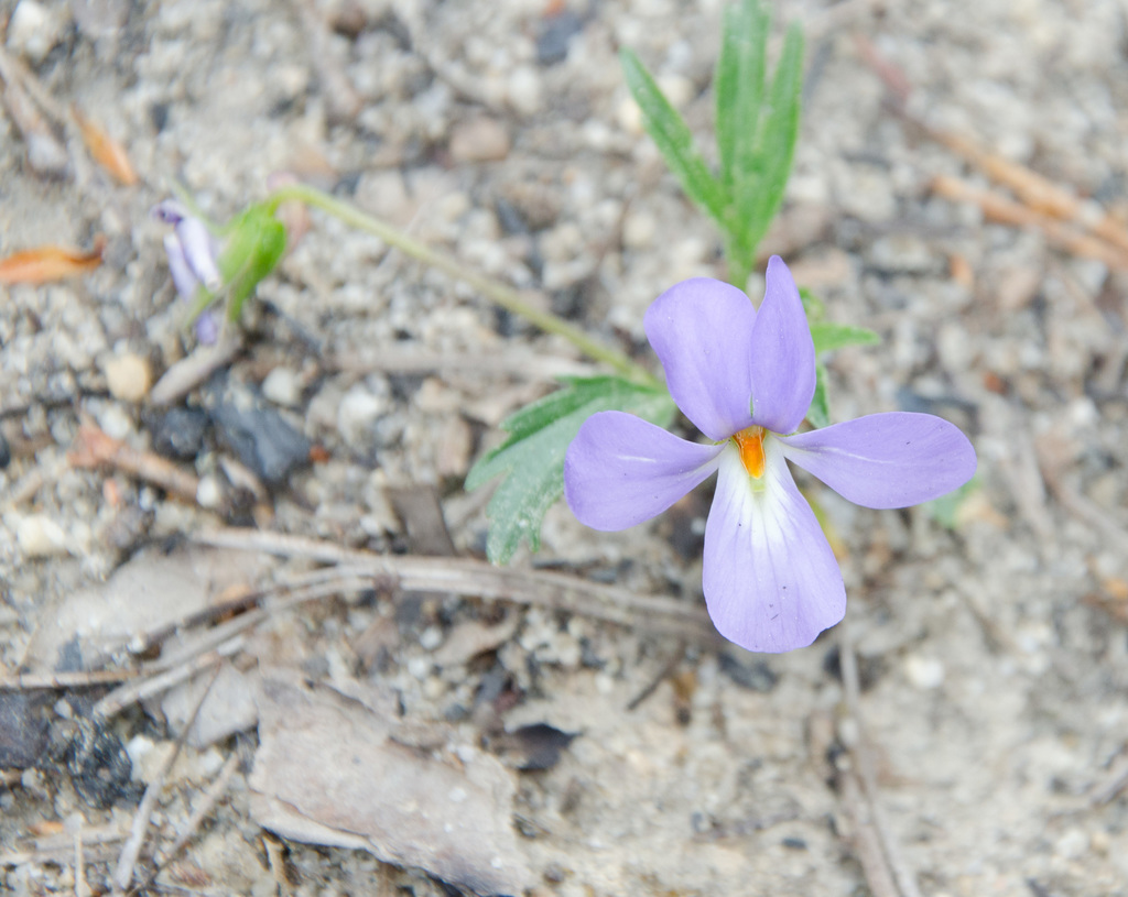 bird's foot violet from hoffman, nc on April 23, 2013 at 1050 AM by