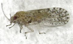 Acizzia errabunda