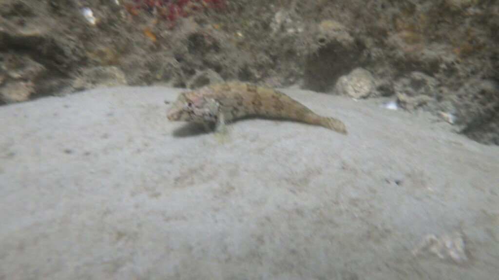 Hairy Blenny from Tequesta, FL 33469, USA on July 22, 2023 at 03:39 PM ...