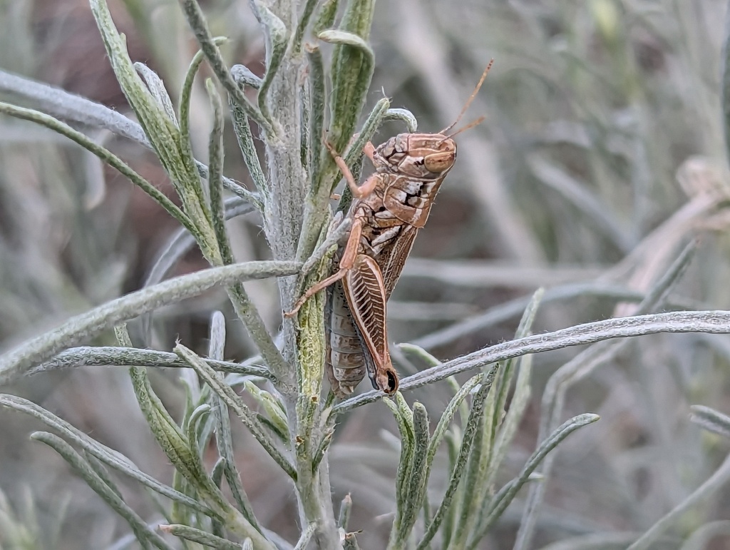 Hesperotettix nevadensis