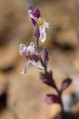 Streptanthus hispidus