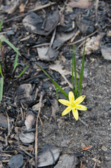 Hypoxis wrightii