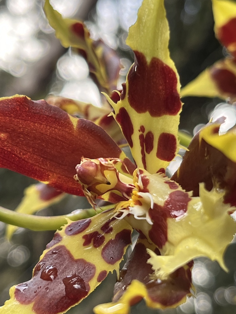 Oncidium luteopurpureum