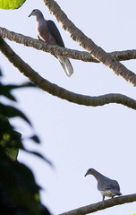 Patagioenas caribaea